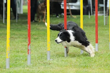 Corso di addestramento cani