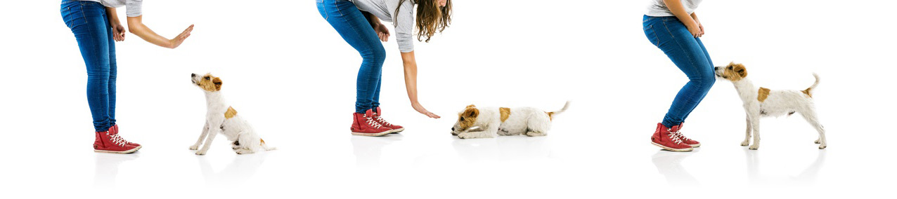 Corso di addestramento cani - obbedienza di base
