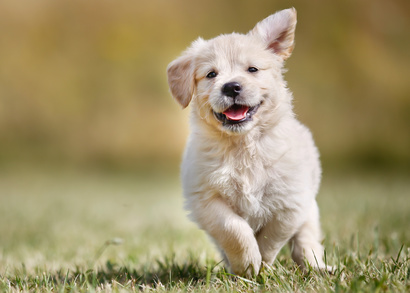 Corso di addestramento cani cuccioli